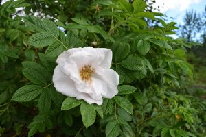 Ígulrós 'Fönn' - Rosa rugosa 'Fönn'