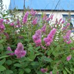 Döglingskvistur - Spiraea douglasii
