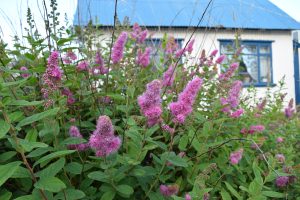 Döglingskvistur - Spiraea douglasii