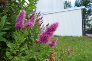 Döglingskvistur - Spiraea douglasii - Image 2