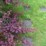 Purpurabroddur / sunnubroddur - Berberis x ottawensis 'Superba'