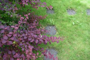 Purpurabroddur / sunnubroddur - Berberis x ottawensis 'Superba'