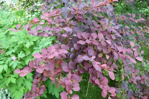 Purpurabroddur / sunnubroddur - Berberis x ottawensis 'Superba' - Image 4