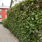 Írabergflétta - Hedera hibernica