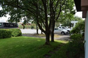 Alpareynir - Sorbus mougeotii - Image 2