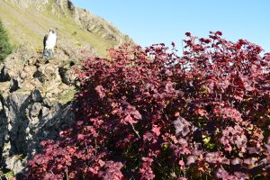 Hélurifs 'Rökkva' - Ribes laxiflorum 'Rökkva' - Image 2