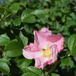 Ígulrós 'Fru Dagmar Hastrup' - Rosa rugosa 'Fru Dagmar Hastrup'