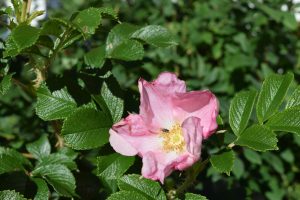 Ígulrós 'Fru Dagmar Hastrup' - Rosa rugosa 'Fru Dagmar Hastrup'