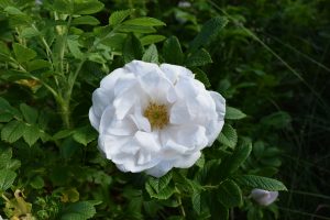 Ígulrós 'Fönn' - Rosa rugosa 'Fönn' - Image 2