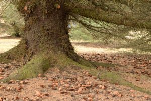 Sitkagreni - Picea sitchensis - Image 3