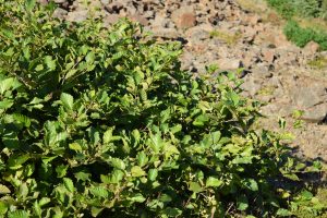 Kjarrelri / Alpagrænelri - Alnus viridis subsp. viridis - Image 3
