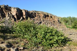 Kjarrelri / Alpagrænelri - Alnus viridis subsp. viridis - Image 2
