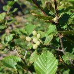 Kjarrelri / Alpagrænelri - Alnus viridis subsp. viridis
