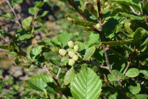 Kjarrelri / Alpagrænelri - Alnus viridis subsp. viridis
