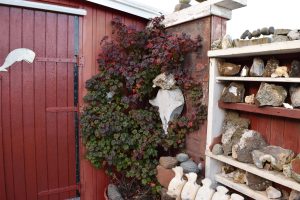 Hélurifs 'Rökkva' - Ribes laxiflorum 'Rökkva' - Image 3