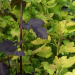 Garðakvistill 'Diabolo' - Physocarpus opulifolius 'Diabolo'