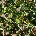 Gráelri / Gráölur - Alnus incana