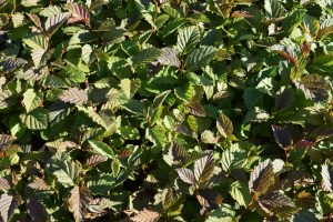 Gráelri / Gráölur - Alnus incana