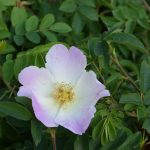 Rós 'Ristinummi' (járnbrautarrósin) - Rosa 'Ristinummi'
