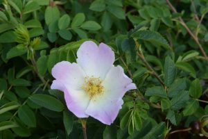 Rós 'Ristinummi' (járnbrautarrósin) - Rosa 'Ristinummi'