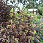 Virginíuheggur 'Canada Red' - Prunus virginiana 'Canada Red'