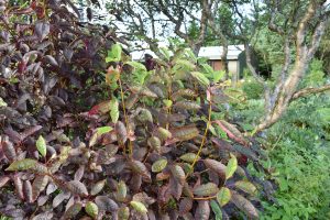 Virginíuheggur 'Canada Red' - Prunus virginiana 'Canada Red'