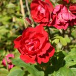 Rós 'Hansaland' - Rosa 'Hansaland'