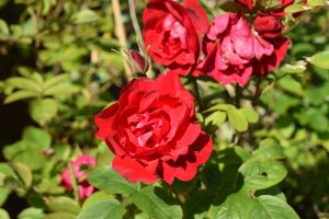 Rós 'Hansaland' - Rosa 'Hansaland'