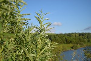 Körfuvíðir 'Katrín' - Salix viminalis 'Katrín' - Image 3