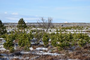 Stafafura - Pinus contorta - Image 2