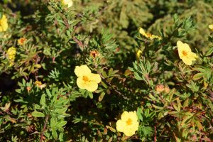 Runnamura 'Goldteppich' - Dasiphora fruticosa 'Goldteppich' - Image 2