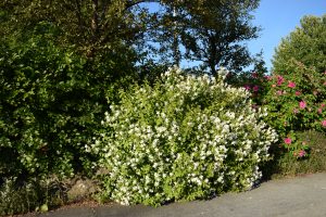 Ilmkóróna 'Mont Blanc' - Philadelphus x lemoinei 'Mont Blanc' - Image 3