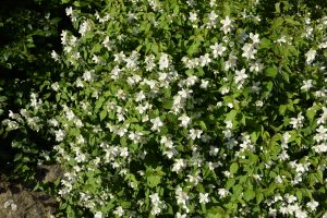 Ilmkóróna 'Mont Blanc' - Philadelphus x lemoinei 'Mont Blanc' - Image 4