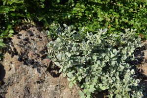 Loðvíðir - Salix lanata - jarðlægur - Image 2