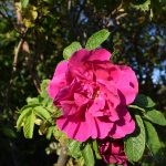 "Hansarós" - Rosa rugosa 'Hansa'