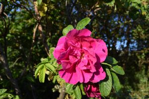 "Hansarós" - Rosa rugosa 'Hansa'