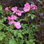 Rós 'Max Graf' - Rosa 'Max Graf'