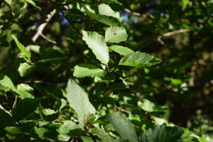 Gráelri / Gráölur - Alnus incana - Image 3