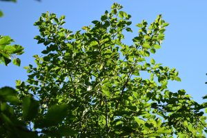 Gráelri / Gráölur - Alnus incana - Image 2