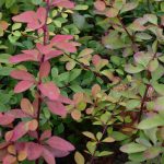 Sólbroddur 'Laugardalur' - Berberis thunbergii 'Laugardalur'