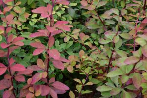 Sólbroddur 'Laugardalur' - Berberis thunbergii 'Laugardalur'