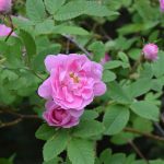 Hurdalsrós - Rosa 'Hurdalsrose'
