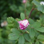 Rós 'Louise Bugnet'  - Rosa 'Louise Bugnet'
