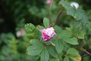 Rós 'Louise Bugnet'  - Rosa 'Louise Bugnet'