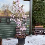 Rósakirsi / Kúrileyjakirsi 'Ruby' - Prunus kurilensis 'Ruby'