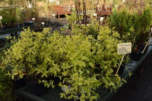 Gullkóróna / Snækóróna 'Aureus' - Philadelphus coronarius 'Aureus' - Image 3