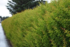 Sólbroddur 'Laugardalur' - Berberis thunbergii 'Laugardalur' - Image 2