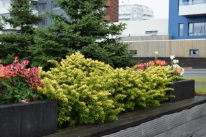 Ýviður 'Summergold' - Taxus baccata 'Summergold' - Image 2