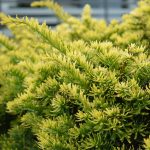 Ýviður 'Summergold' - Taxus baccata 'Summergold'