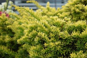 Ýviður 'Summergold' - Taxus baccata 'Summergold'